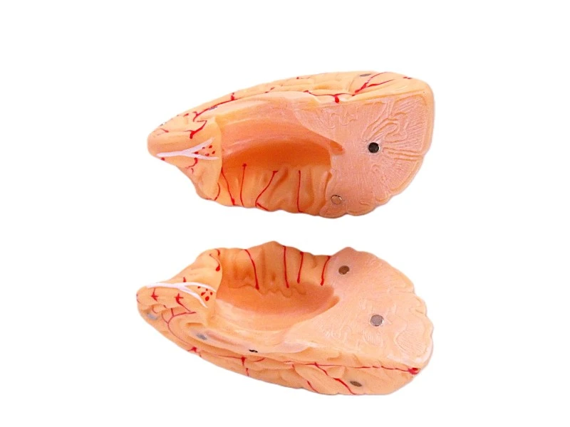 VEVOR anatomisch hersenmodel op ware grootte – model LD-304