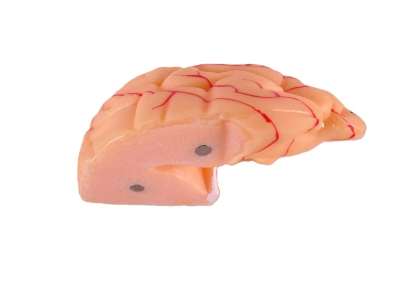 VEVOR anatomisch hersenmodel op ware grootte – model LD-304