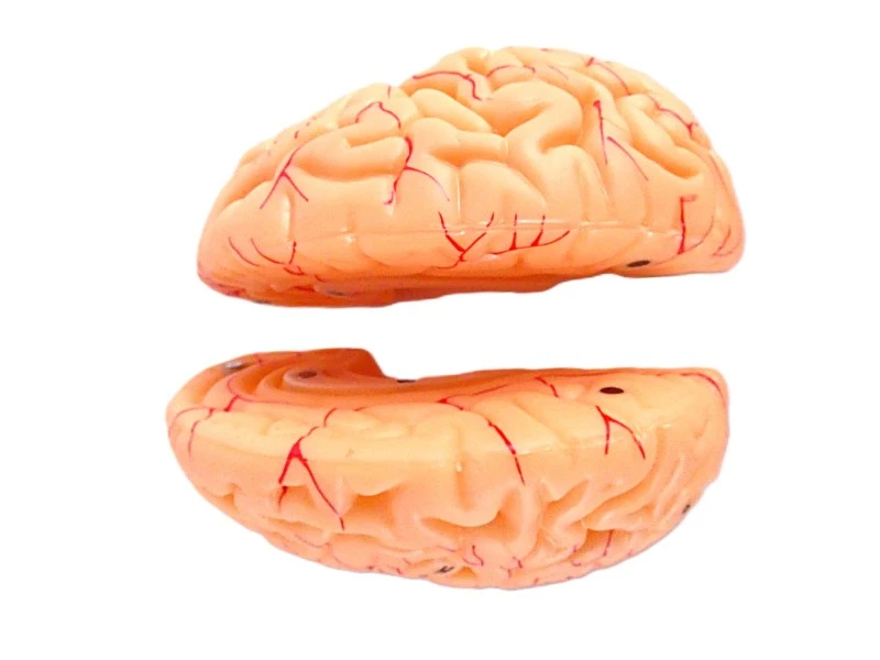 VEVOR anatomisch hersenmodel op ware grootte – model LD-304