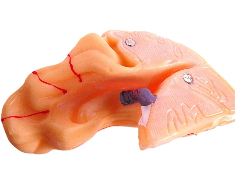 VEVOR anatomisch hersenmodel op ware grootte – model LD-304