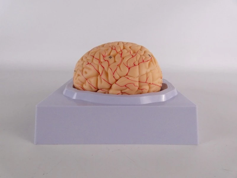 VEVOR anatomisch hersenmodel op ware grootte – model LD-304
