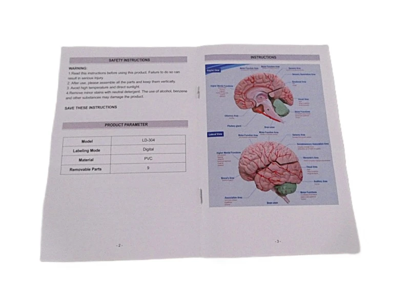 VEVOR anatomisch hersenmodel op ware grootte – model LD-304