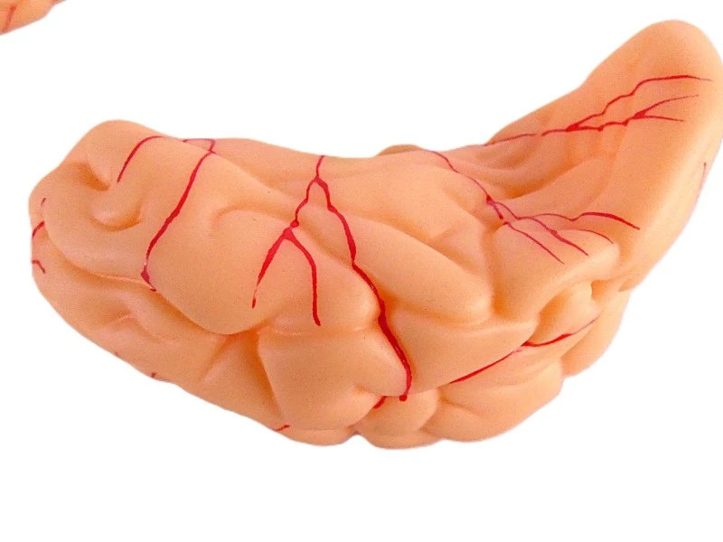 VEVOR anatomisch hersenmodel op ware grootte – model LD-304