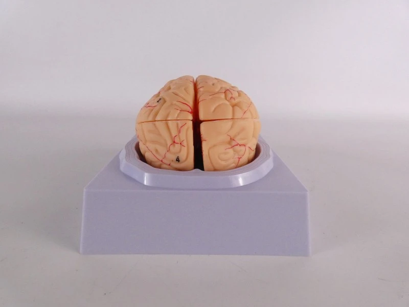 VEVOR anatomisch hersenmodel op ware grootte – model LD-304