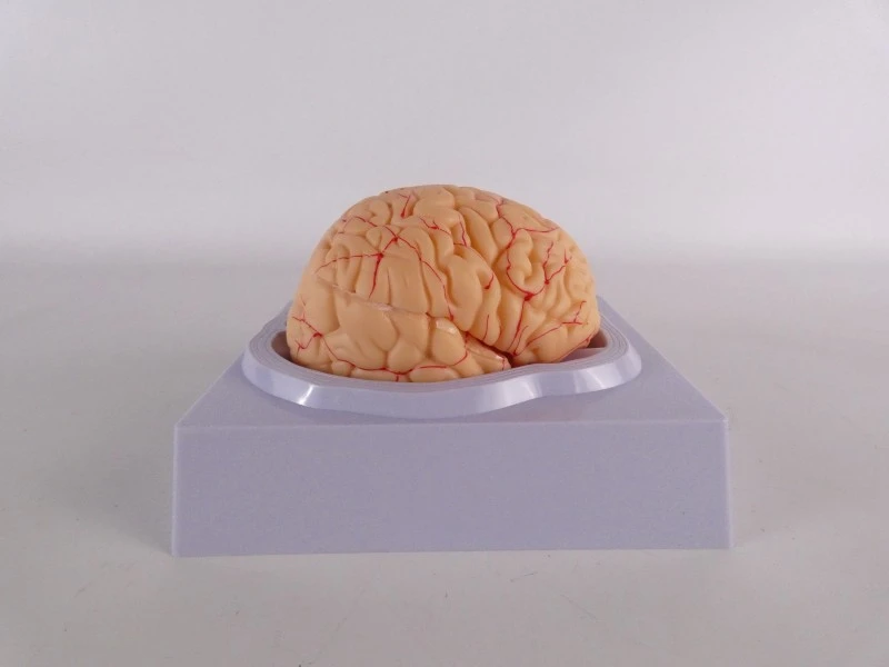 VEVOR anatomisch hersenmodel op ware grootte – model LD-304