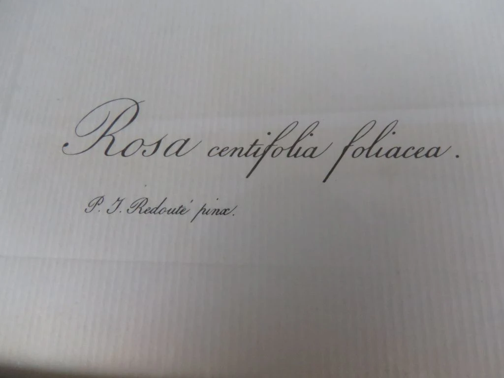 Botanische print van roos in goudkleurige lijst