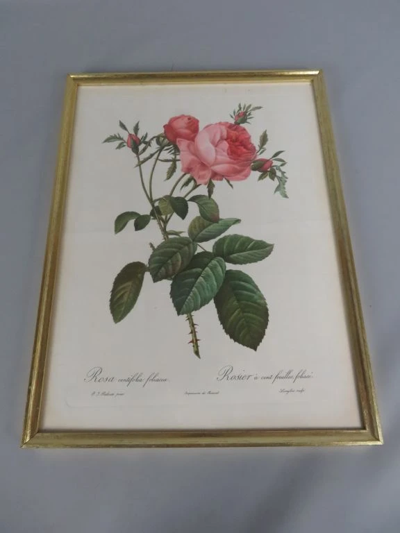 Botanische print van roos in goudkleurige lijst
