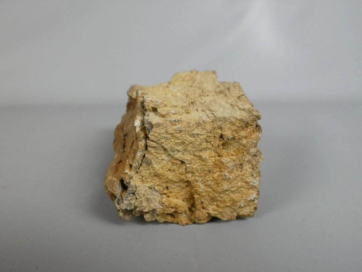 Versteend hout/fossiel hout