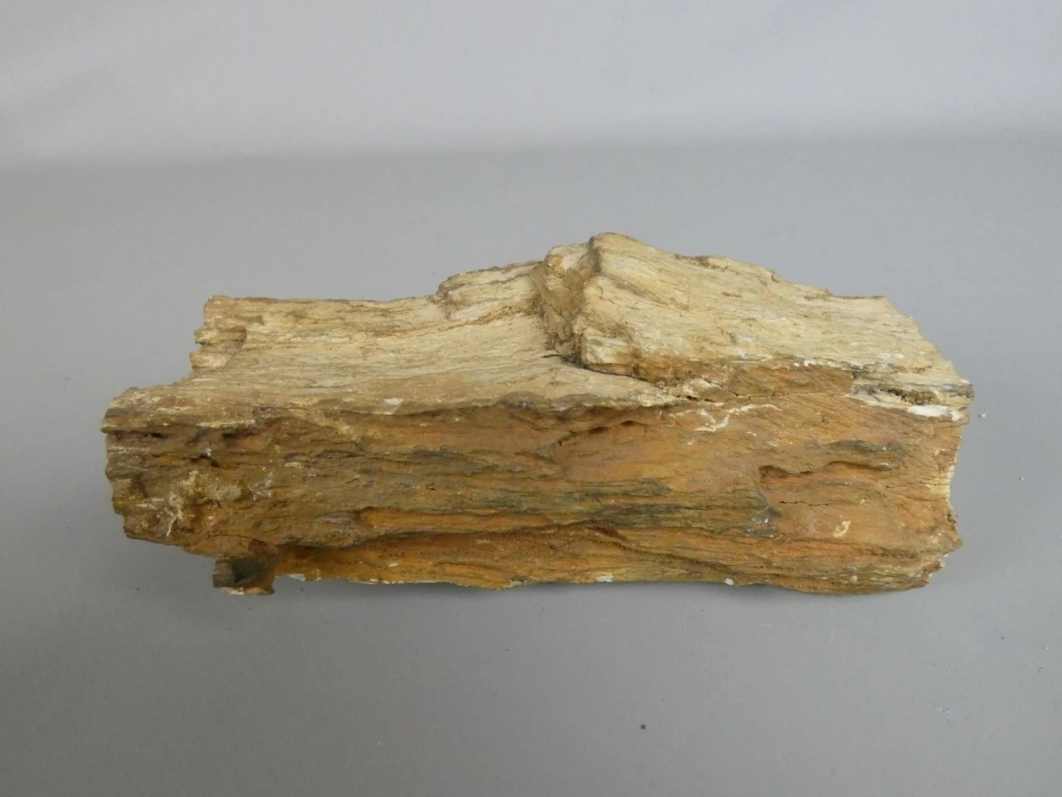 Versteend hout/fossiel hout