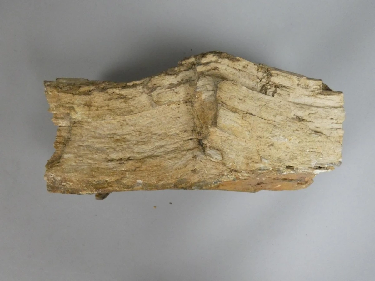 Versteend hout/fossiel hout