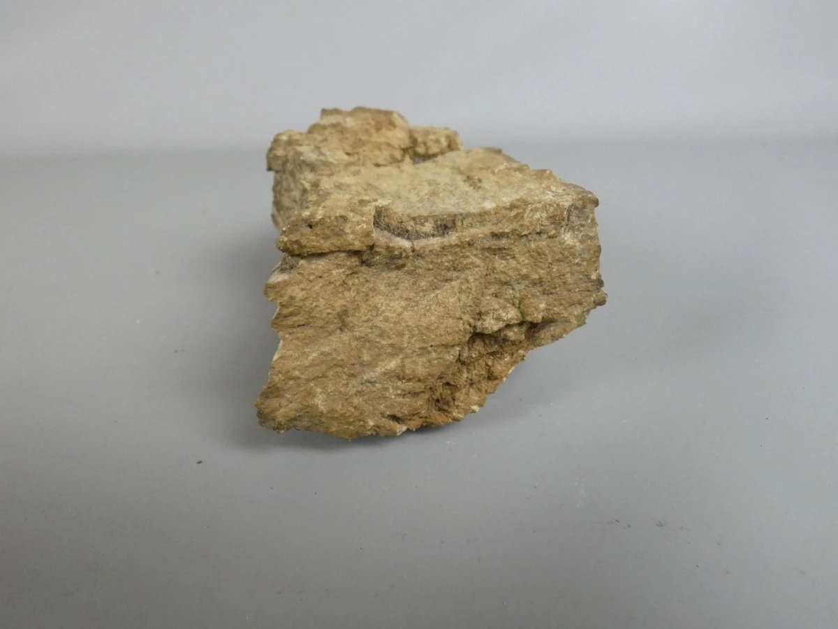 Versteend hout/fossiel hout