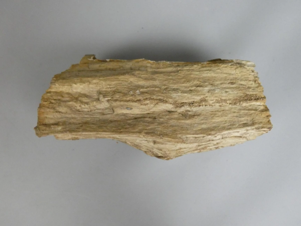 Versteend hout/fossiel hout