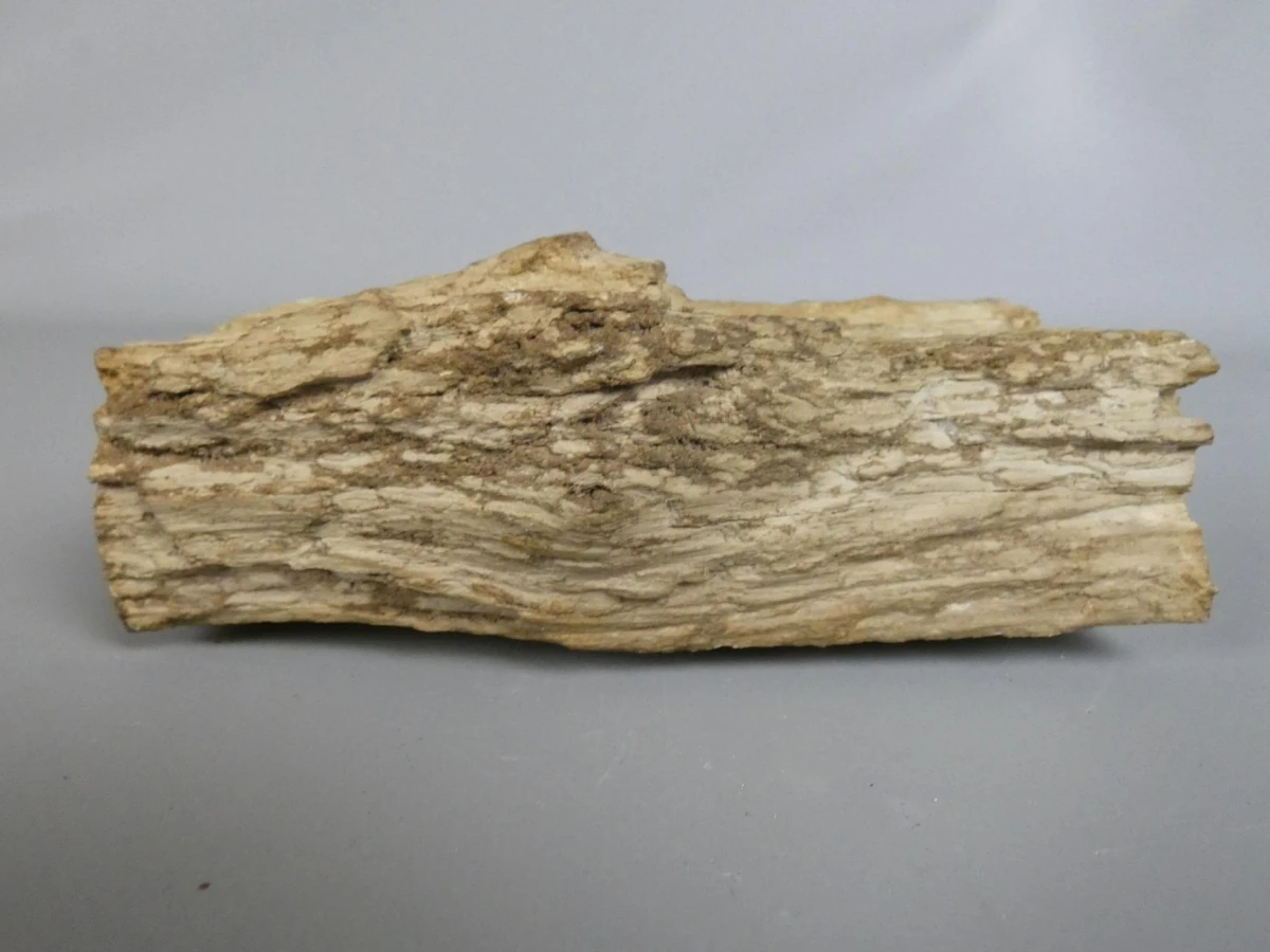 Versteend hout/fossiel hout