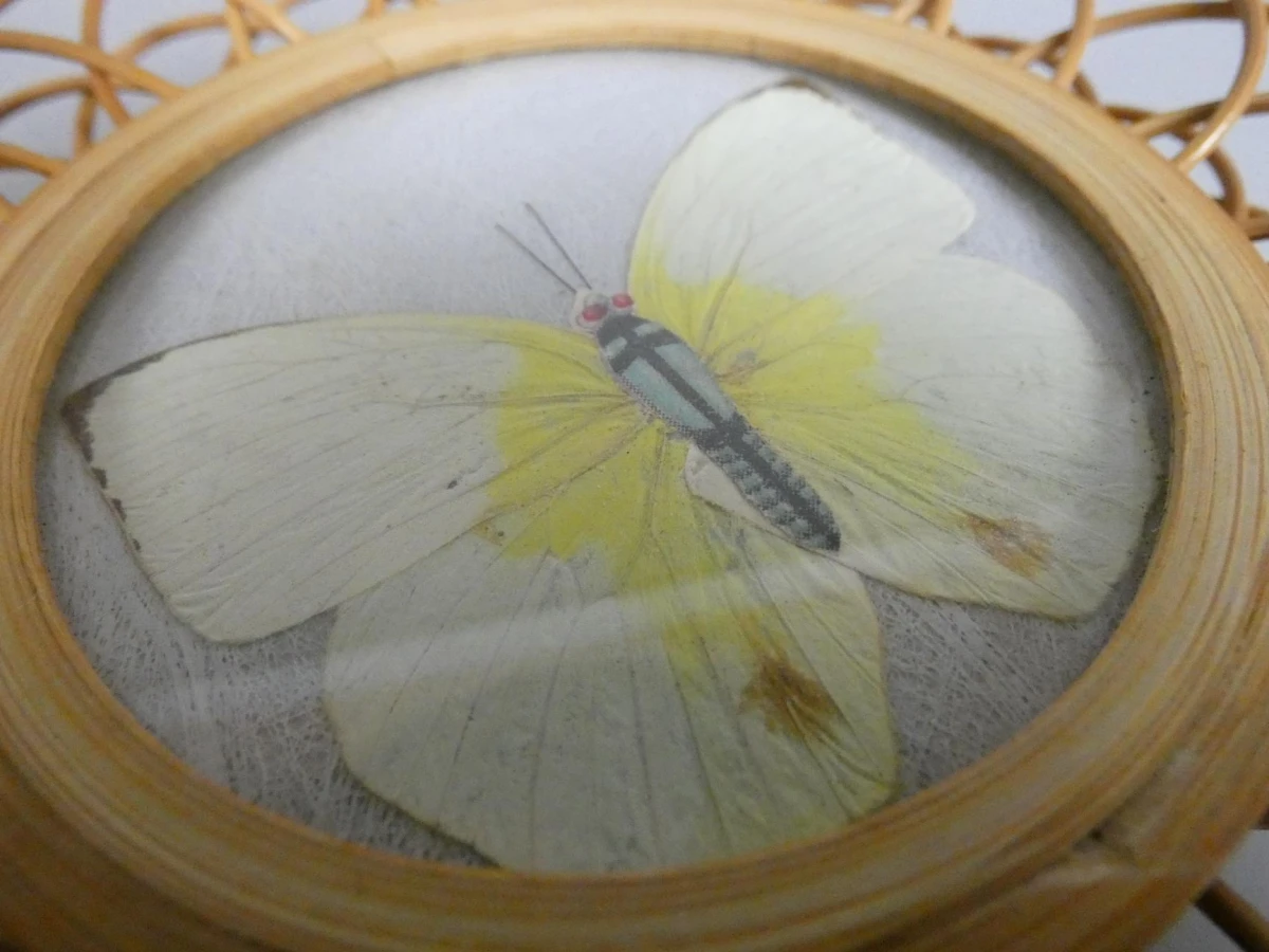 6 Vlinder onderleggers