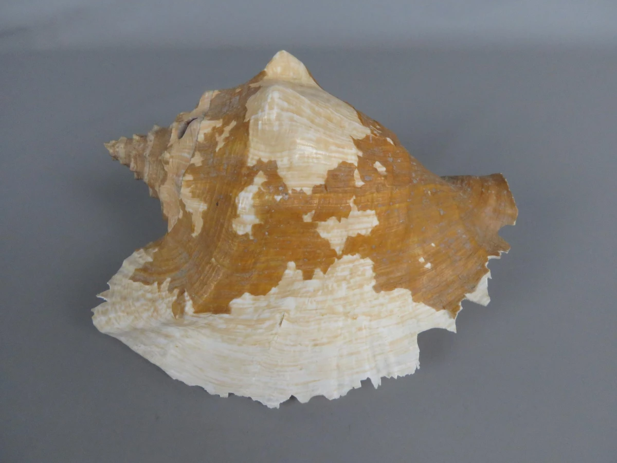 Karkoschelp
