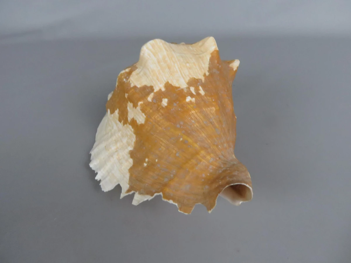 Karkoschelp