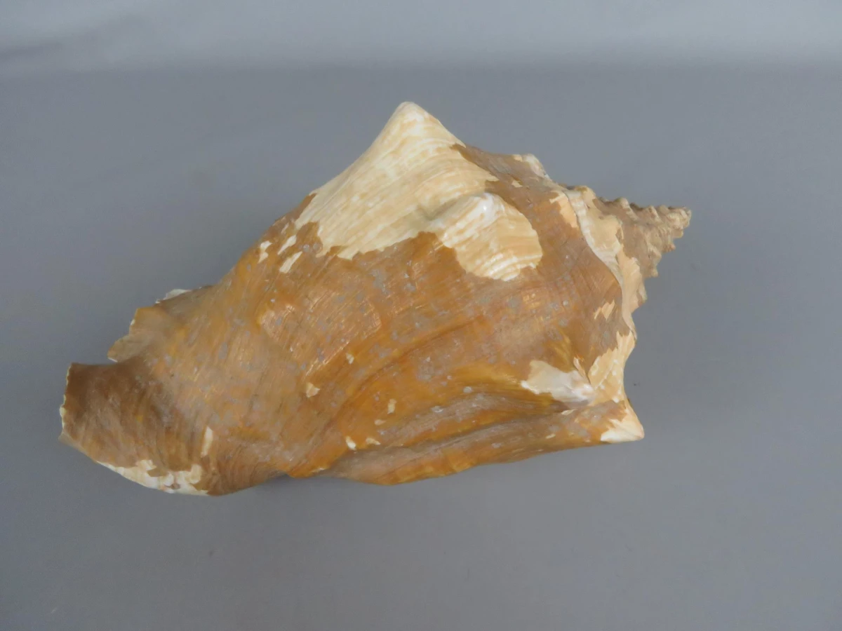 Karkoschelp