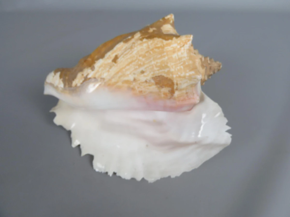 Karkoschelp
