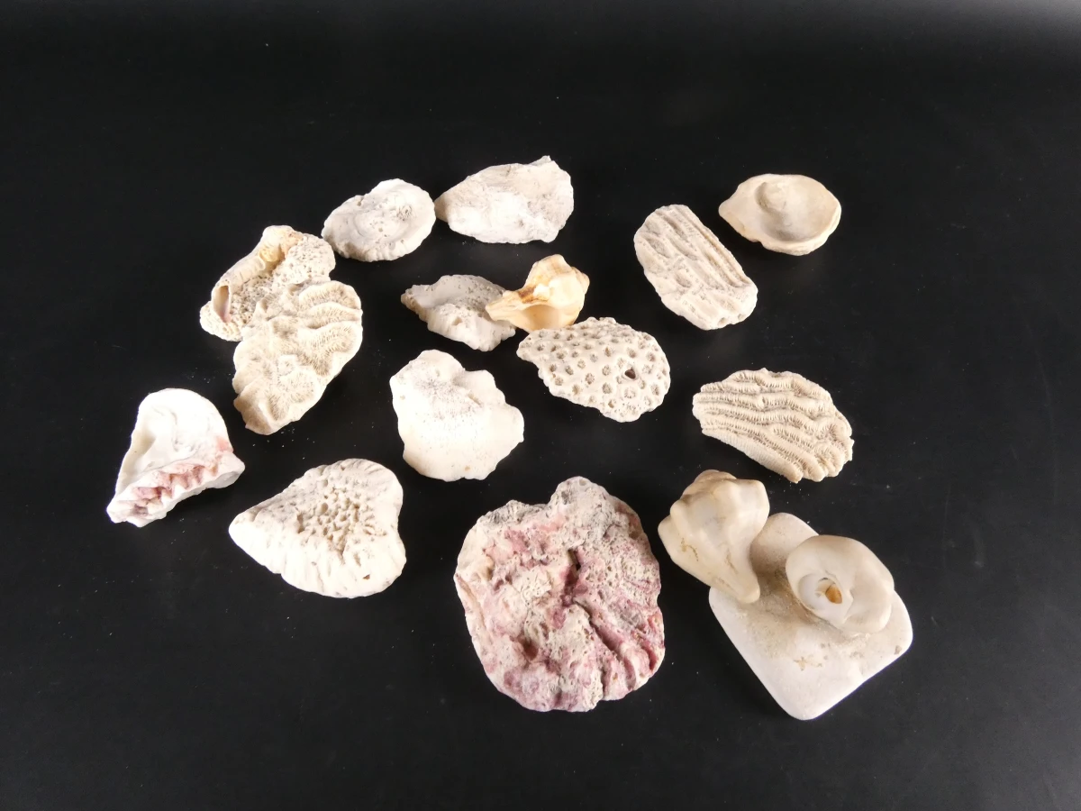 Verzameling diverse mineralen en edelstenen