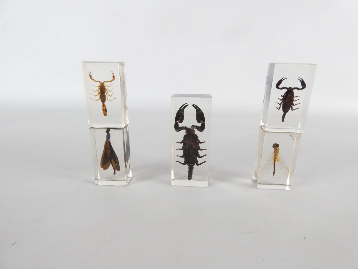 Set van ingegoten schorpioenen en insecten in hars