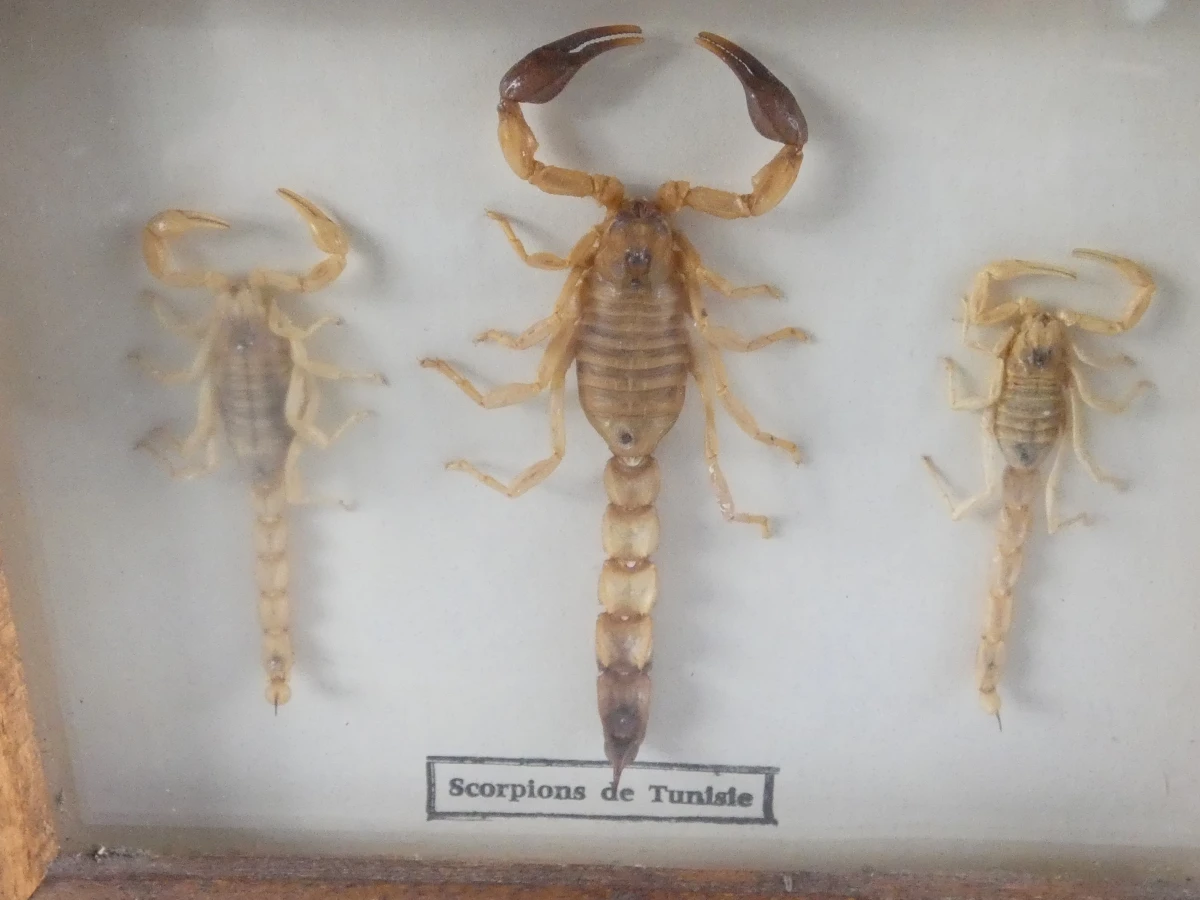 Set van ingegoten schorpioenen en insecten in hars