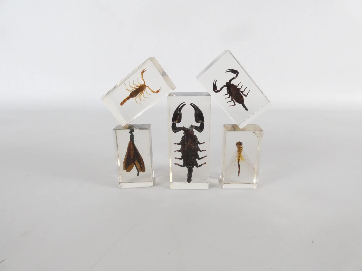 Set van ingegoten schorpioenen en insecten in hars