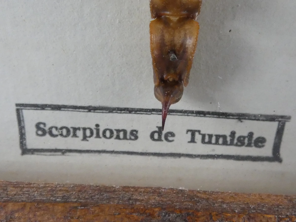 Set van ingegoten schorpioenen en insecten in hars