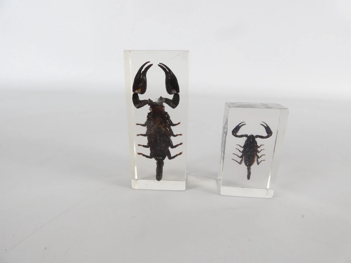 Set van ingegoten schorpioenen en insecten in hars