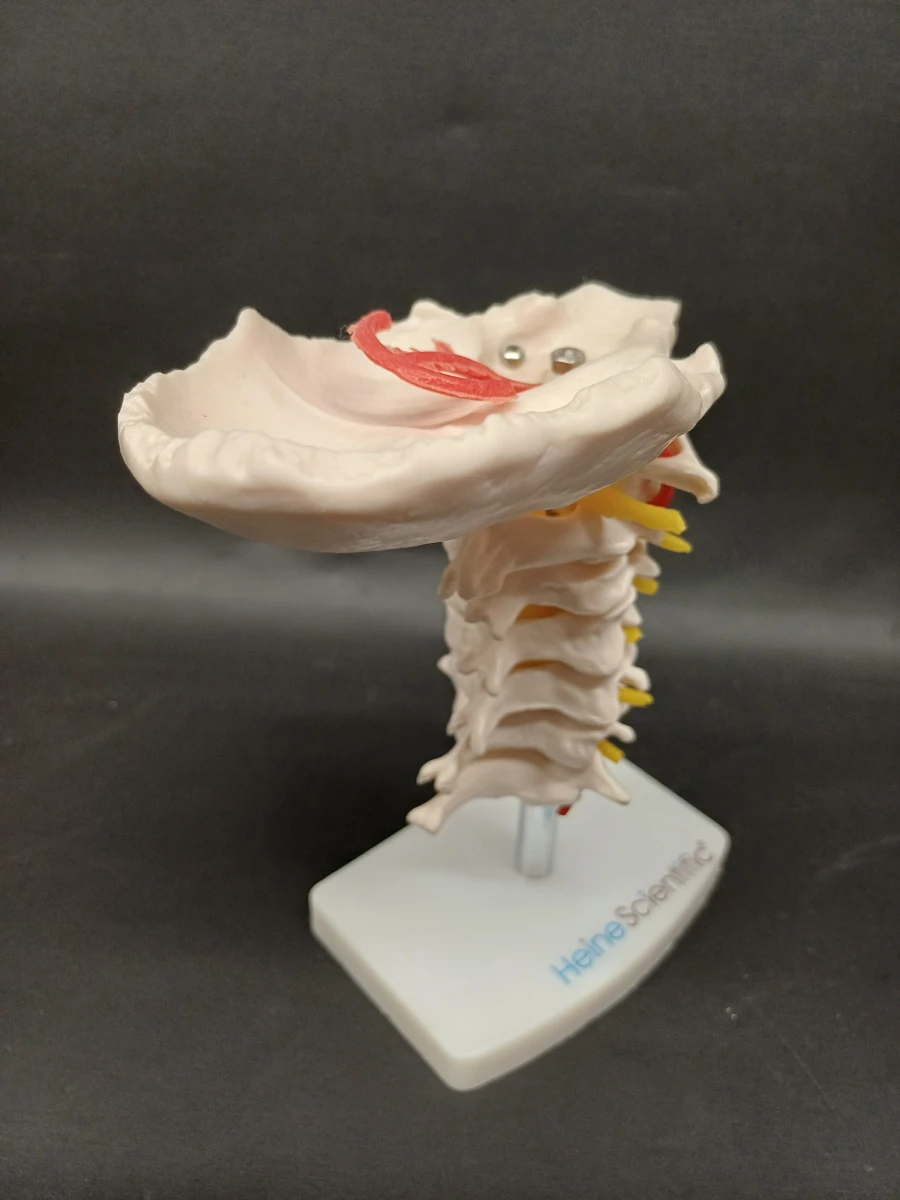 Anatomie set