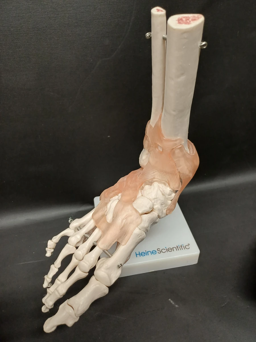 Anatomie set