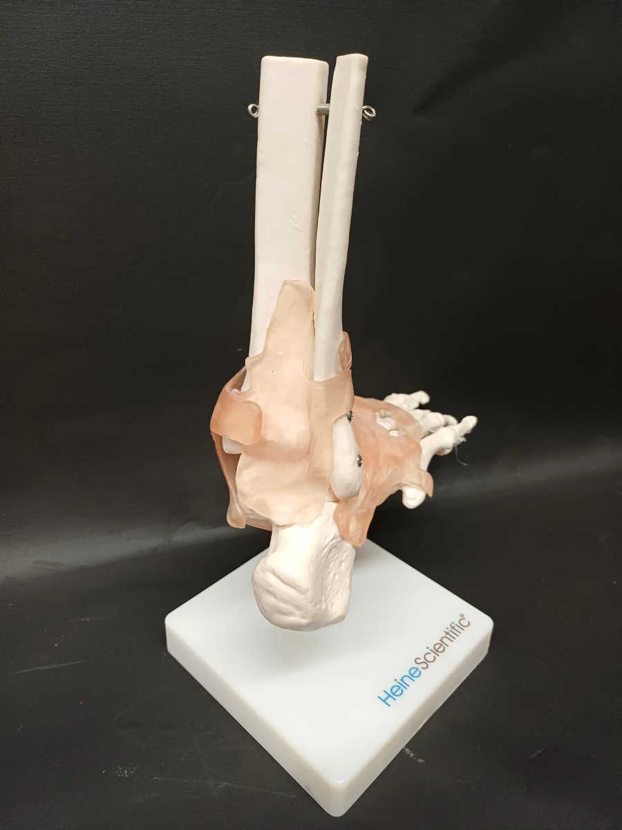 Anatomie set