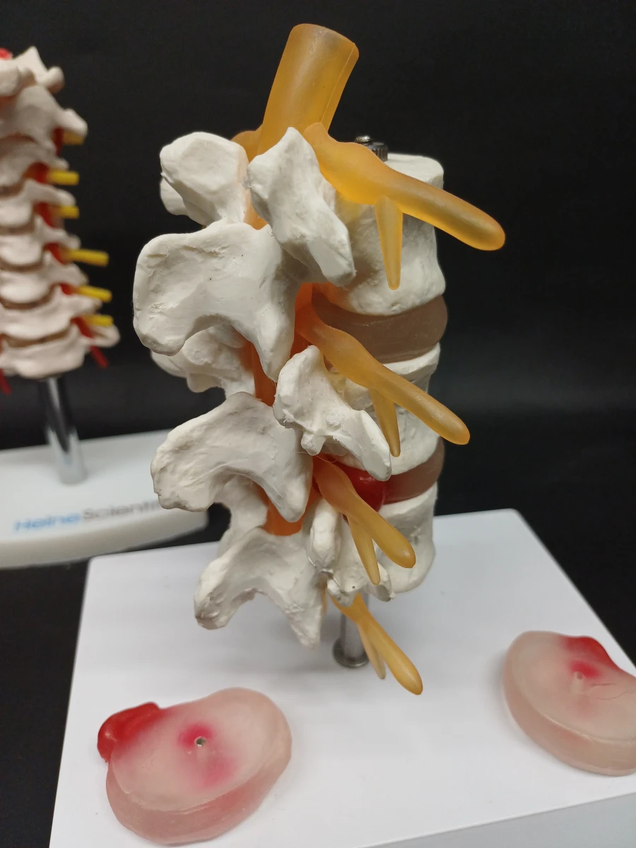 Anatomie set