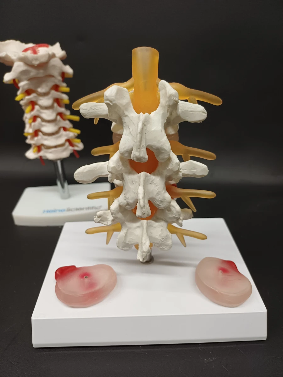 Anatomie set