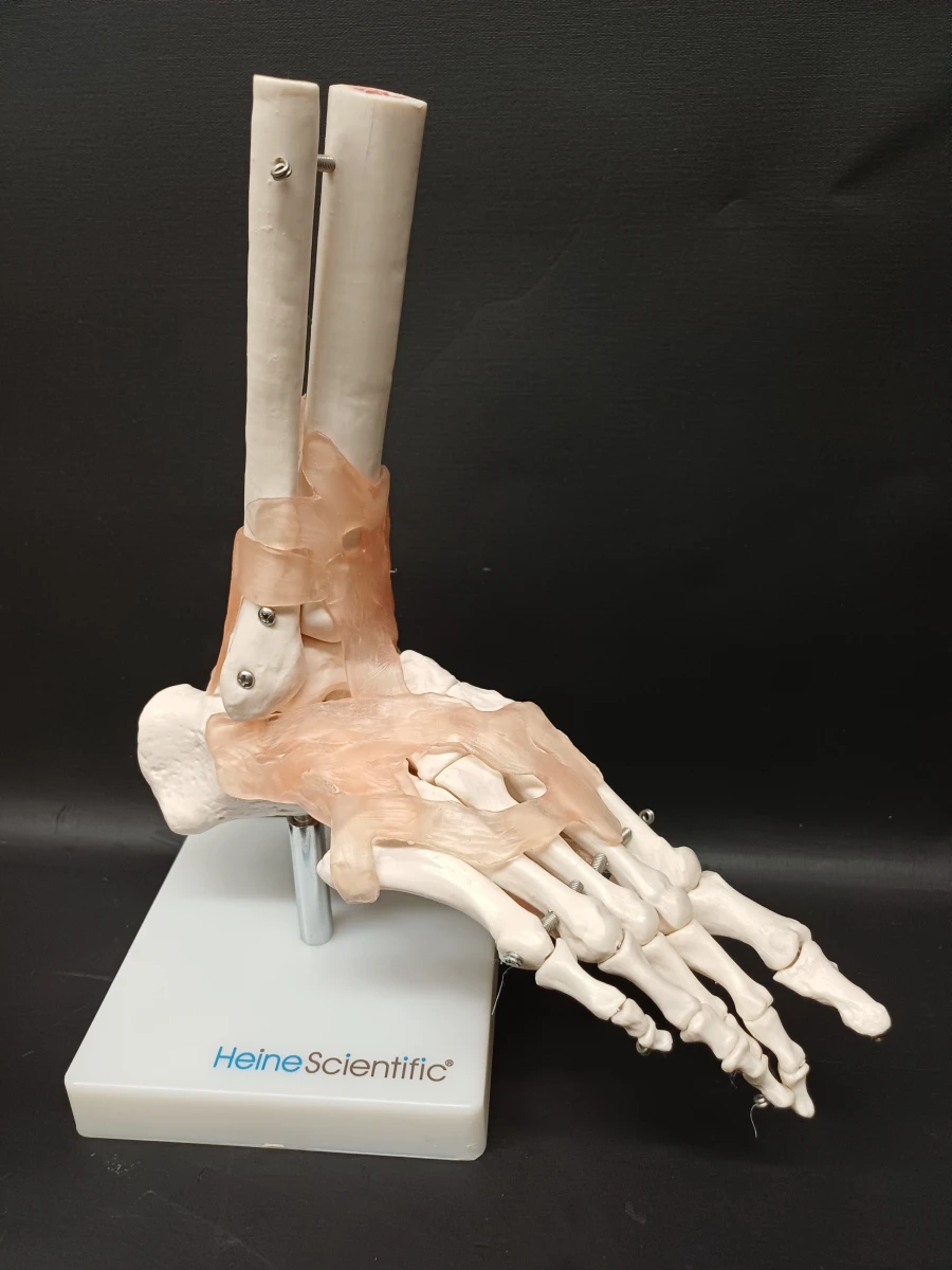 Anatomie set