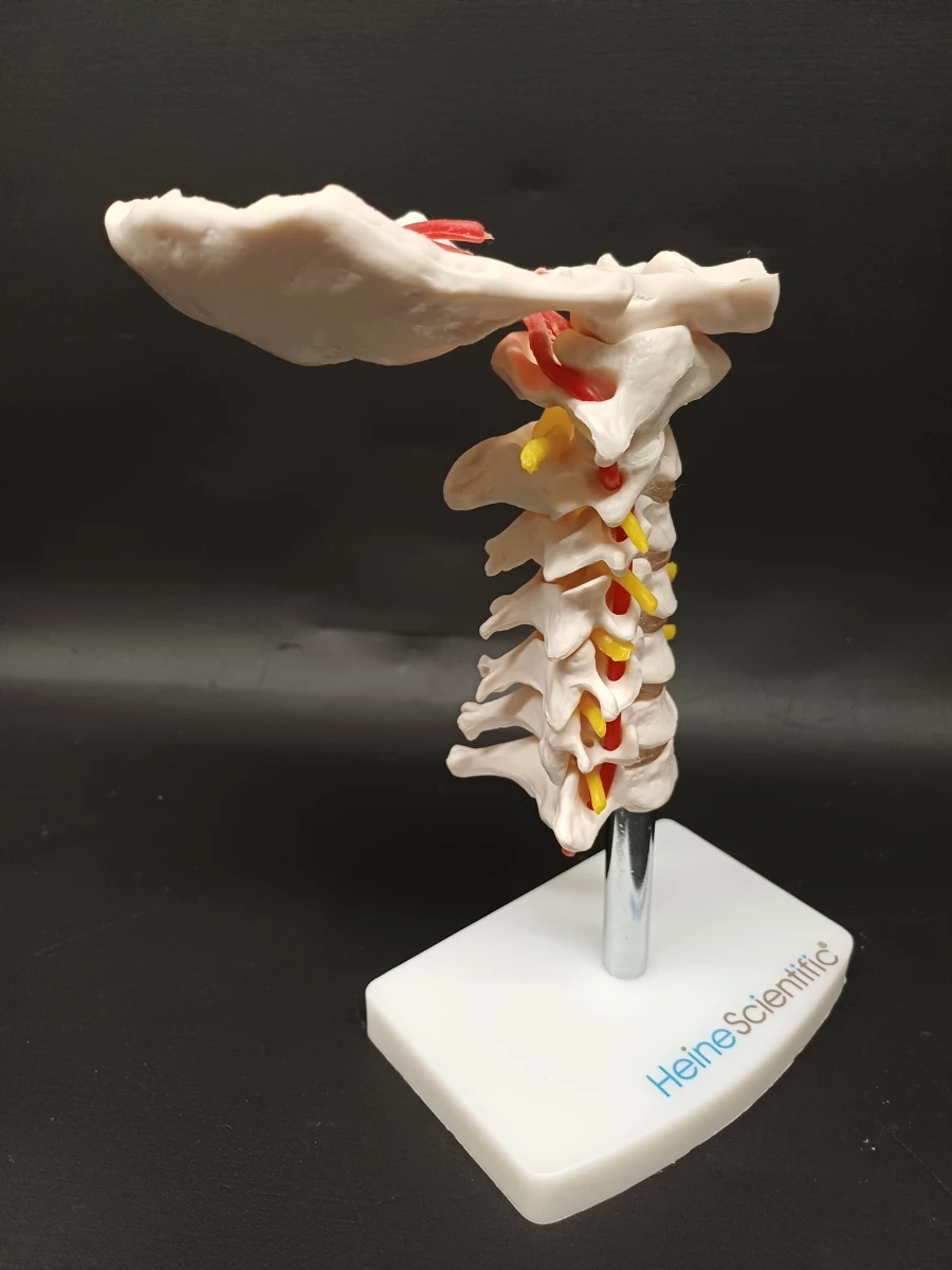 Anatomie set