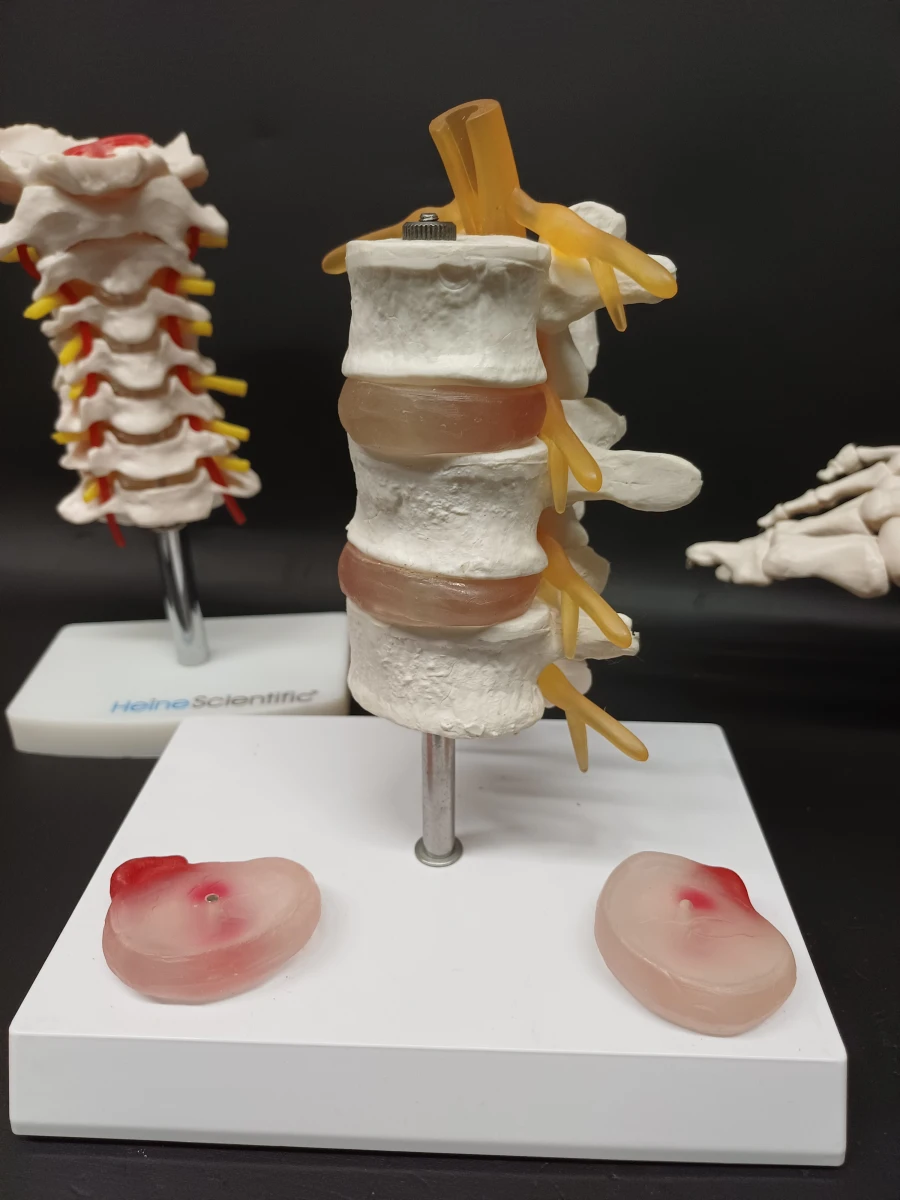 Anatomie set