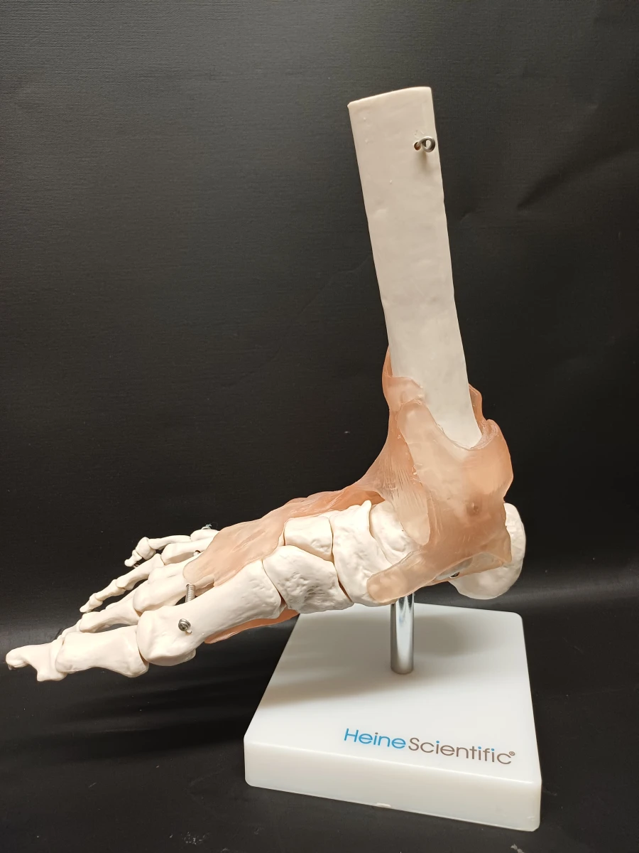 Anatomie set
