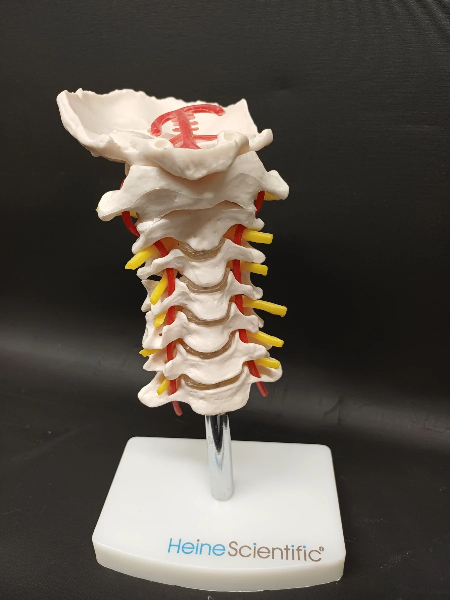 Anatomie set