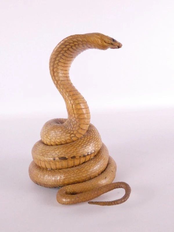 Opgezette cobra (taxidermie) – decoratief natuurhistorisch object