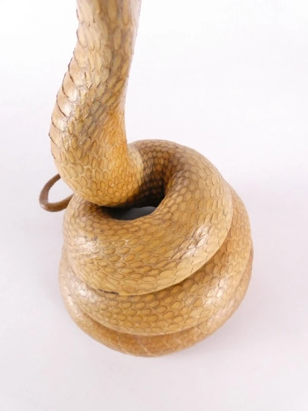 Opgezette cobra (taxidermie) – decoratief natuurhistorisch object