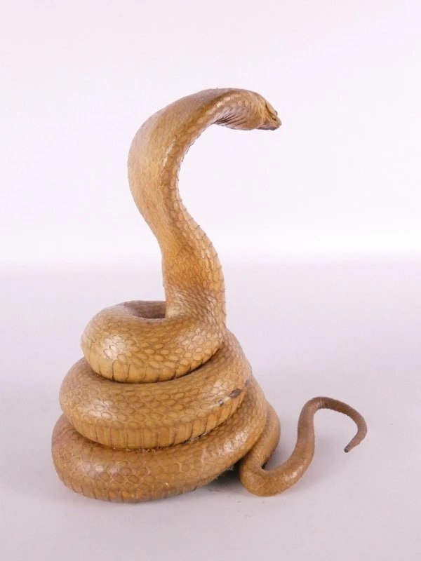 Opgezette cobra (taxidermie) – decoratief natuurhistorisch object