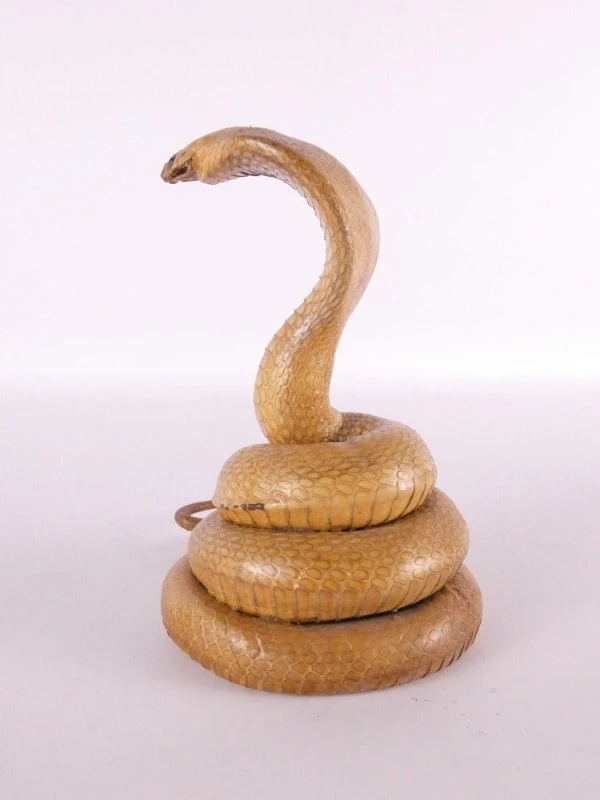 Opgezette cobra (taxidermie) – decoratief natuurhistorisch object