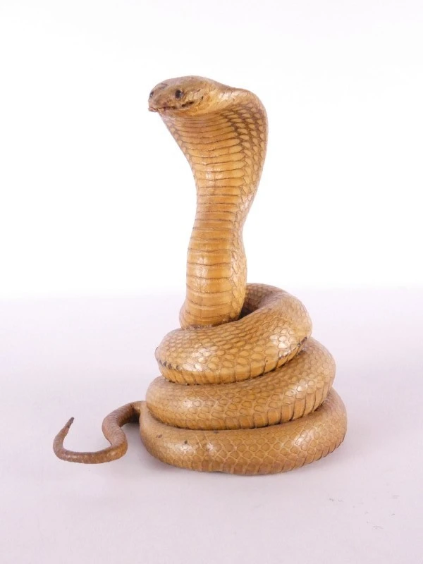 Opgezette cobra (taxidermie) – decoratief natuurhistorisch object