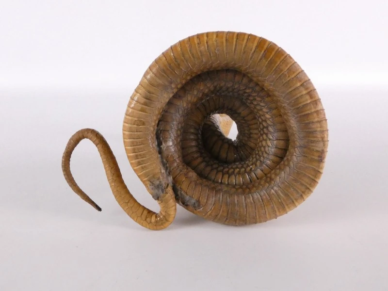 Opgezette cobra (taxidermie) – decoratief natuurhistorisch object