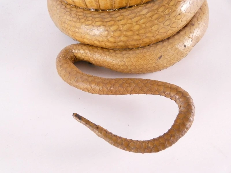 Opgezette cobra (taxidermie) – decoratief natuurhistorisch object