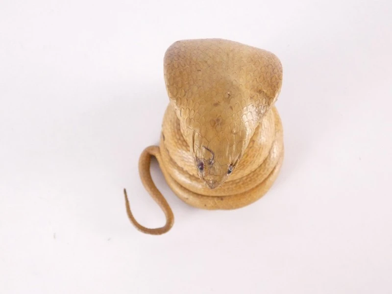 Opgezette cobra (taxidermie) – decoratief natuurhistorisch object