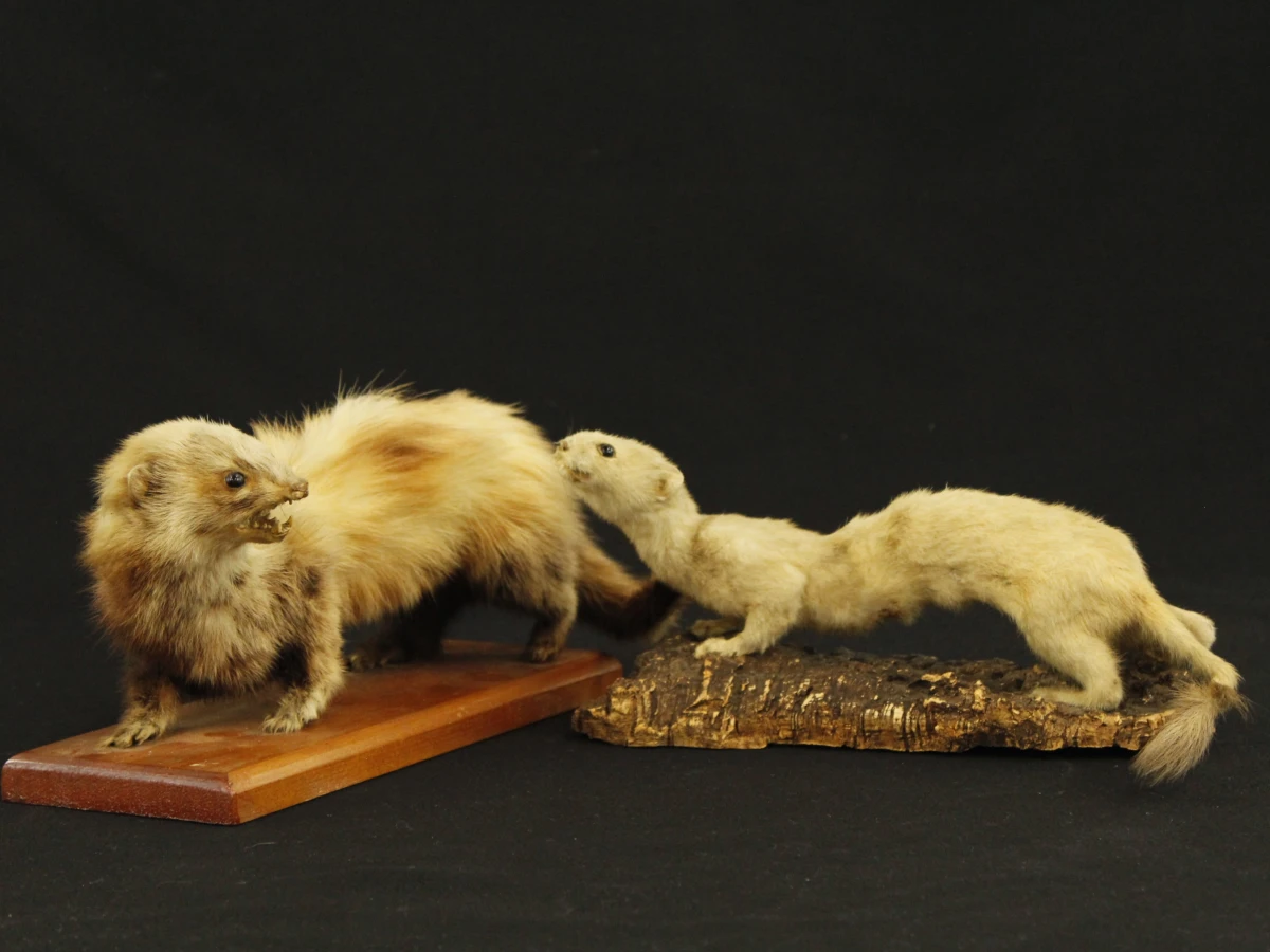 Taxidermilot van twee opgezette steenmarters