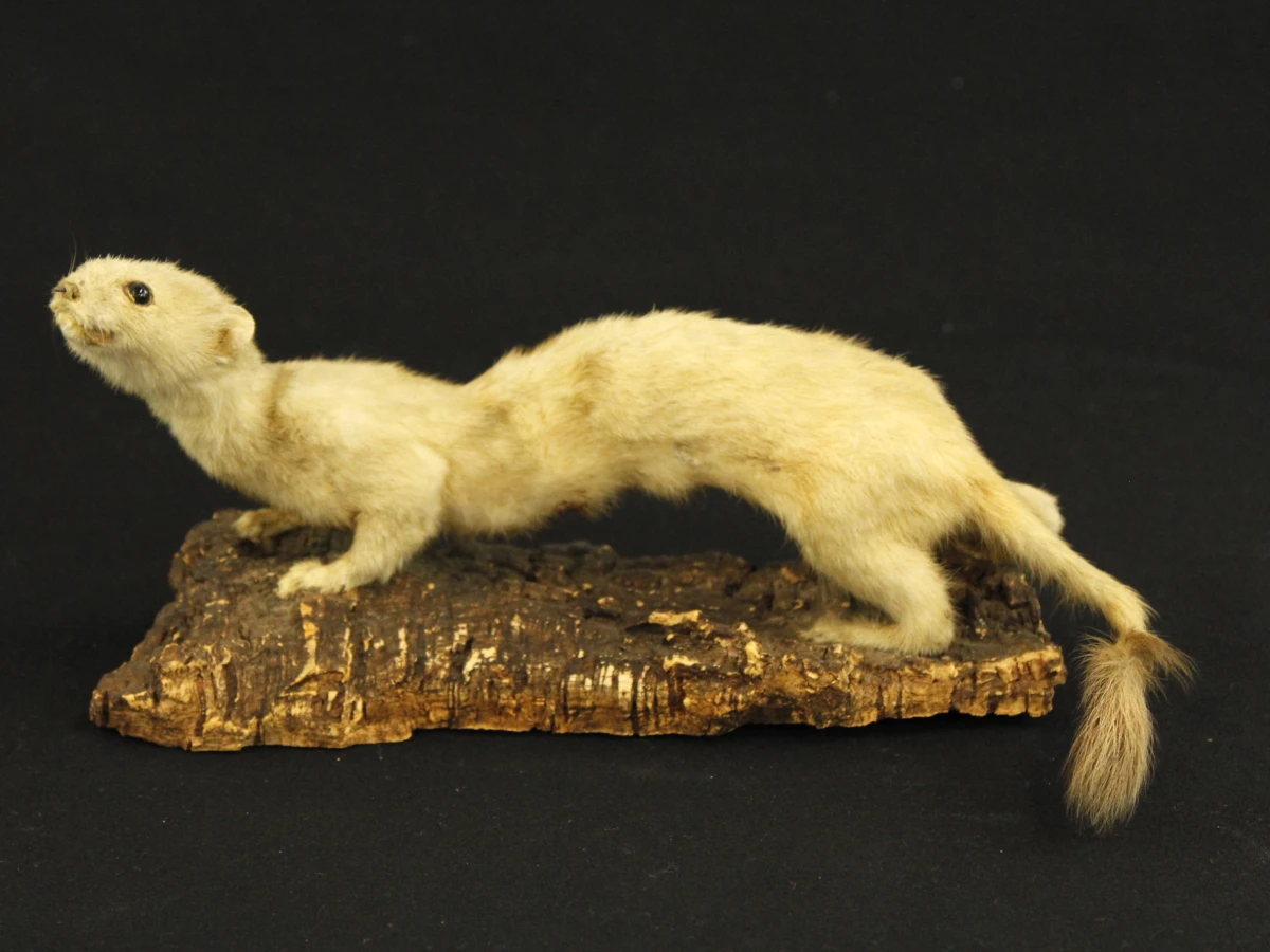 Taxidermilot van twee opgezette steenmarters