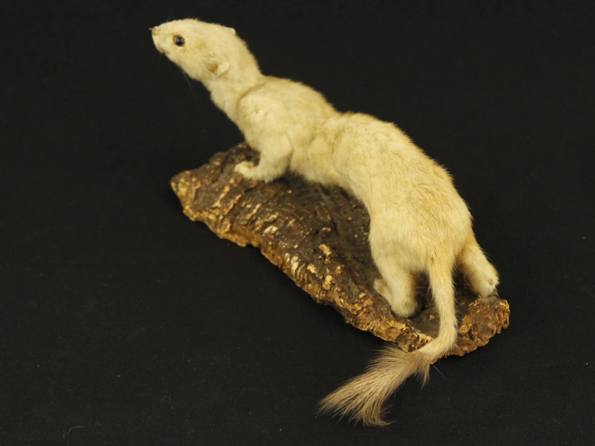 Taxidermilot van twee opgezette steenmarters