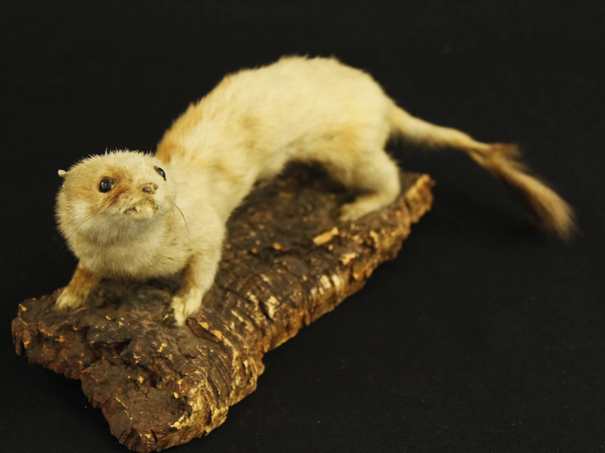 Taxidermilot van twee opgezette steenmarters